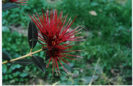 Southern Rata